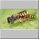 Ectemnius cavifrons oder ruficornis - Grabwespe w04a 11mm beim Nesteintrag - Schwebfliege.jpg